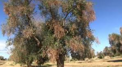 Xylella. Trattamenti fitosanitari.