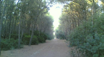 Avviso di affidamento diretto del servizio di gestione in via provvisoria di ...