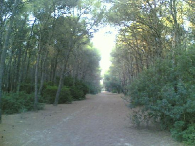 Avviso di affidamento diretto del servizio di gestione in via provvisoria di ...