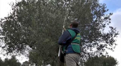 Misure di emergenza per la prevenzione, il controllo e l'eradicazione della X...