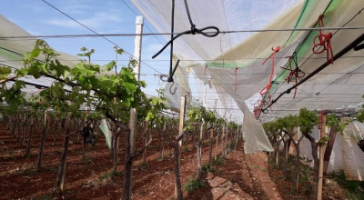 TEMPESTA 10 LUGLIO 2019 - PRESENTAZIONE ISTANZE