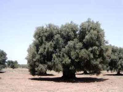 ISTITUZIONE DELL'ELENCO DEGLI ALBERI MONUMENTALI D'ITALIA