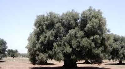 ISTITUZIONE DELL'ELENCO DEGLI ALBERI MONUMENTALI D'ITALIA
